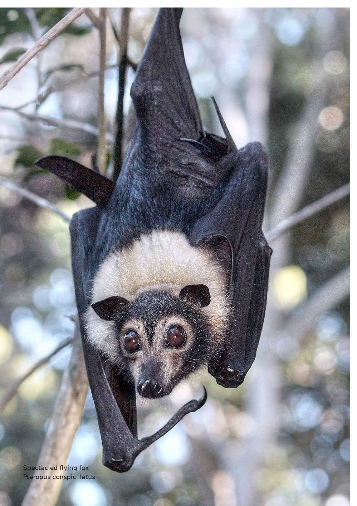 Picture of fruit bat in flight