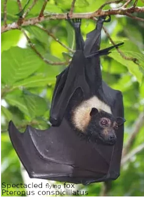 Picture of specticled flying fox