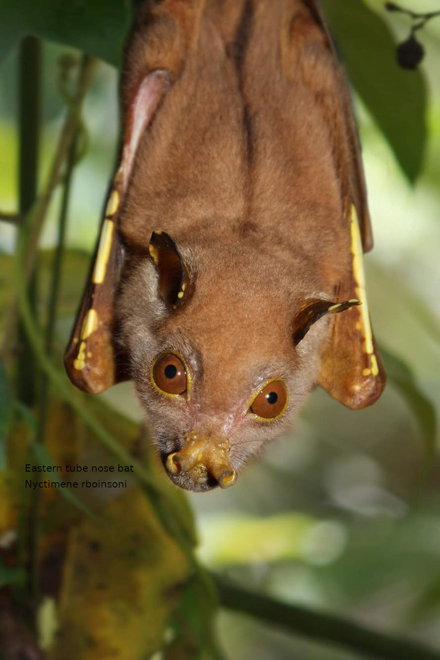 Picture of tube nose fruit bat