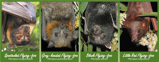 image of flying-foxes